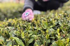 崂山绿茶品质解读：青岛太清峰茶业的行业实践