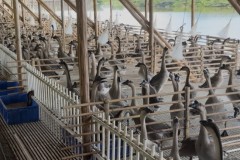 大湾区烧腊、预制菜采购｜黑棕鹅源头全链供应，稳货可溯源