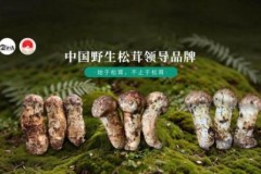 2026年8月|特级松茸直销厂家参考