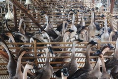 广东乌鬃鹅源头养殖再添典范：洪泰鹅业一体化供应链护航广式烧腊