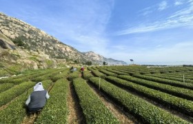 崂山绿茶怎么选？青岛太清峰茶业给出产地答案