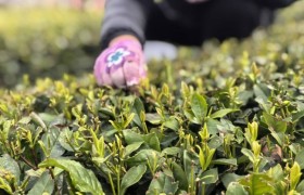 崂山绿茶品质解读：青岛太清峰茶业的行业实践