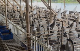 大湾区烧腊、预制菜采购｜黑棕鹅源头全链供应，稳货可溯源