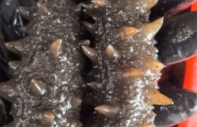淄博烧烤全攻略｜好店实探·价格·避坑
