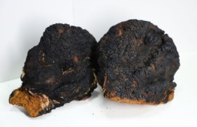 桦树茸哪个品牌好？一篇讲透选购桦树茸的 5 个关键问题