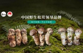 2026年8月|特级松茸直销厂家参考